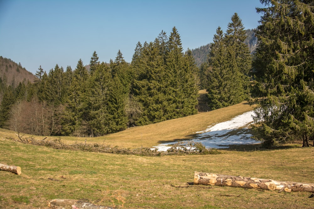 un champ herbeux avec des arbres et de la neige au sol