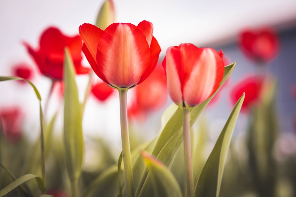 a group of red tulips in a field