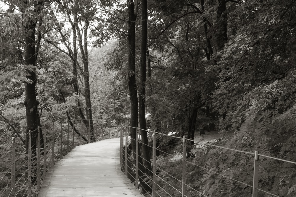 숲 속의 길을 담은 흑백 사진