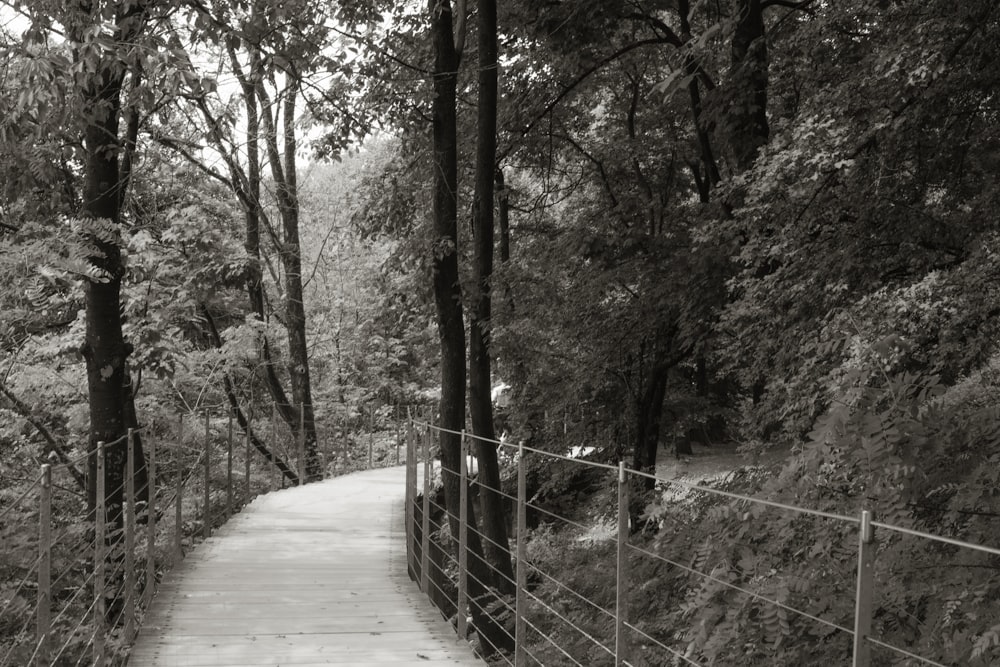 una foto in bianco e nero di un sentiero nel bosco