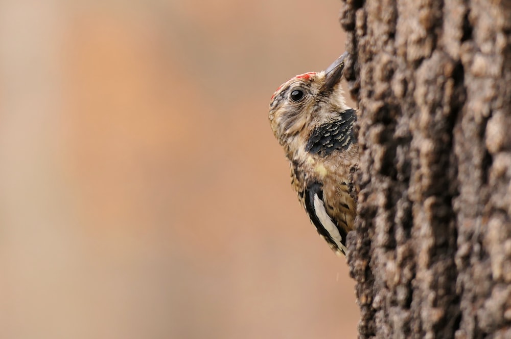 un pequeño pájaro posado en el costado de un árbol