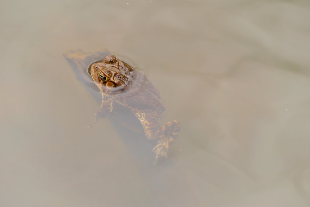 a frog is floating in a body of water