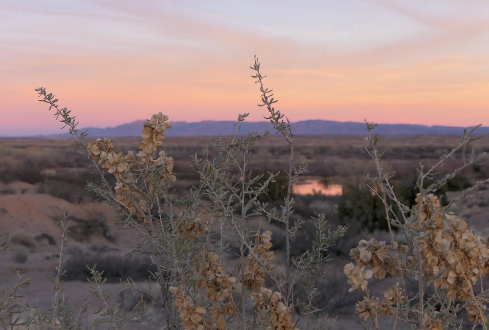 a plant in the foreground with a lake in the background