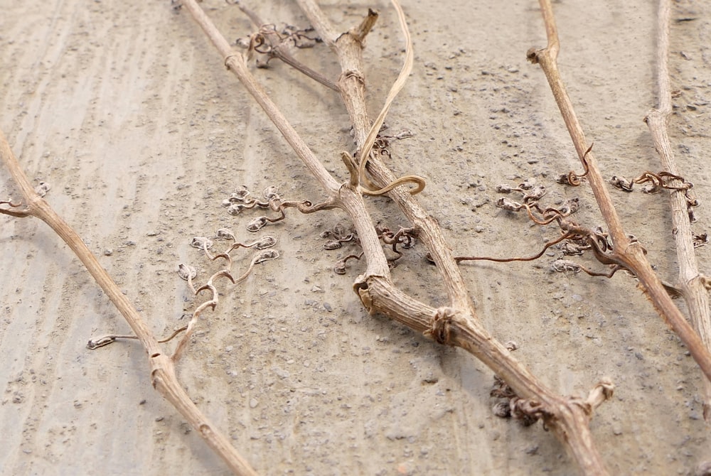 un mucchio di rami che giacciono nella sabbia