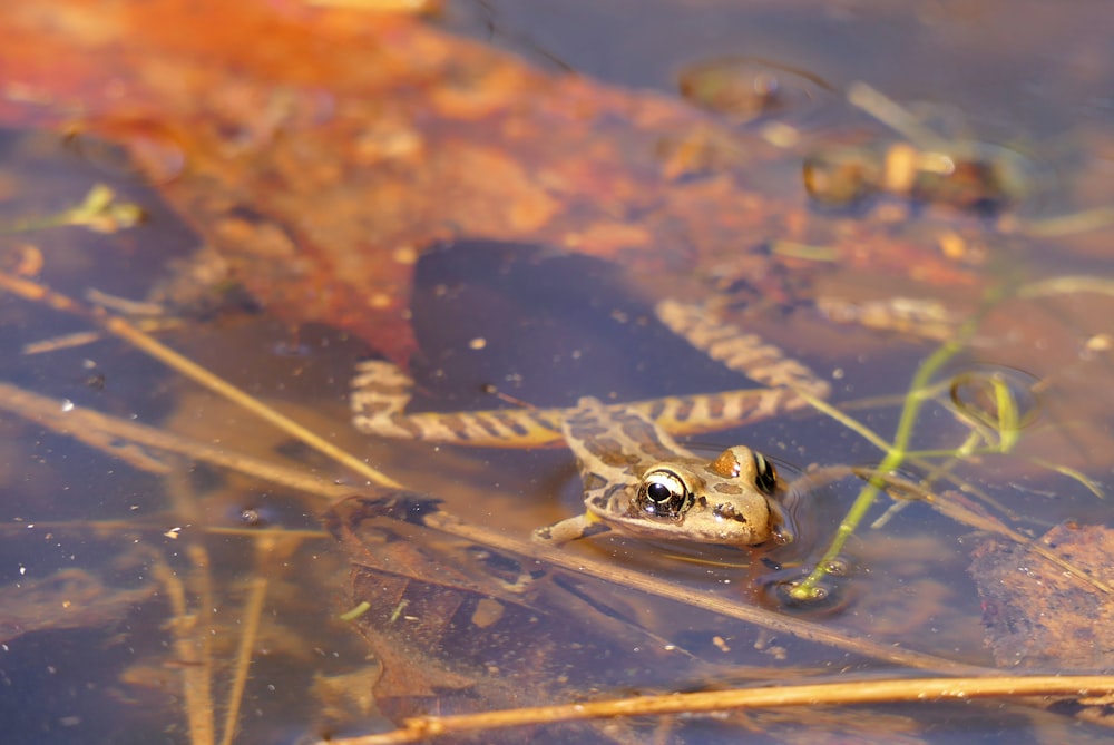 a frog that is sitting in some water