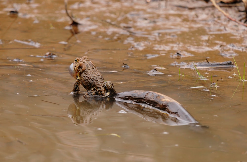 un oiseau qui est assis dans l’eau