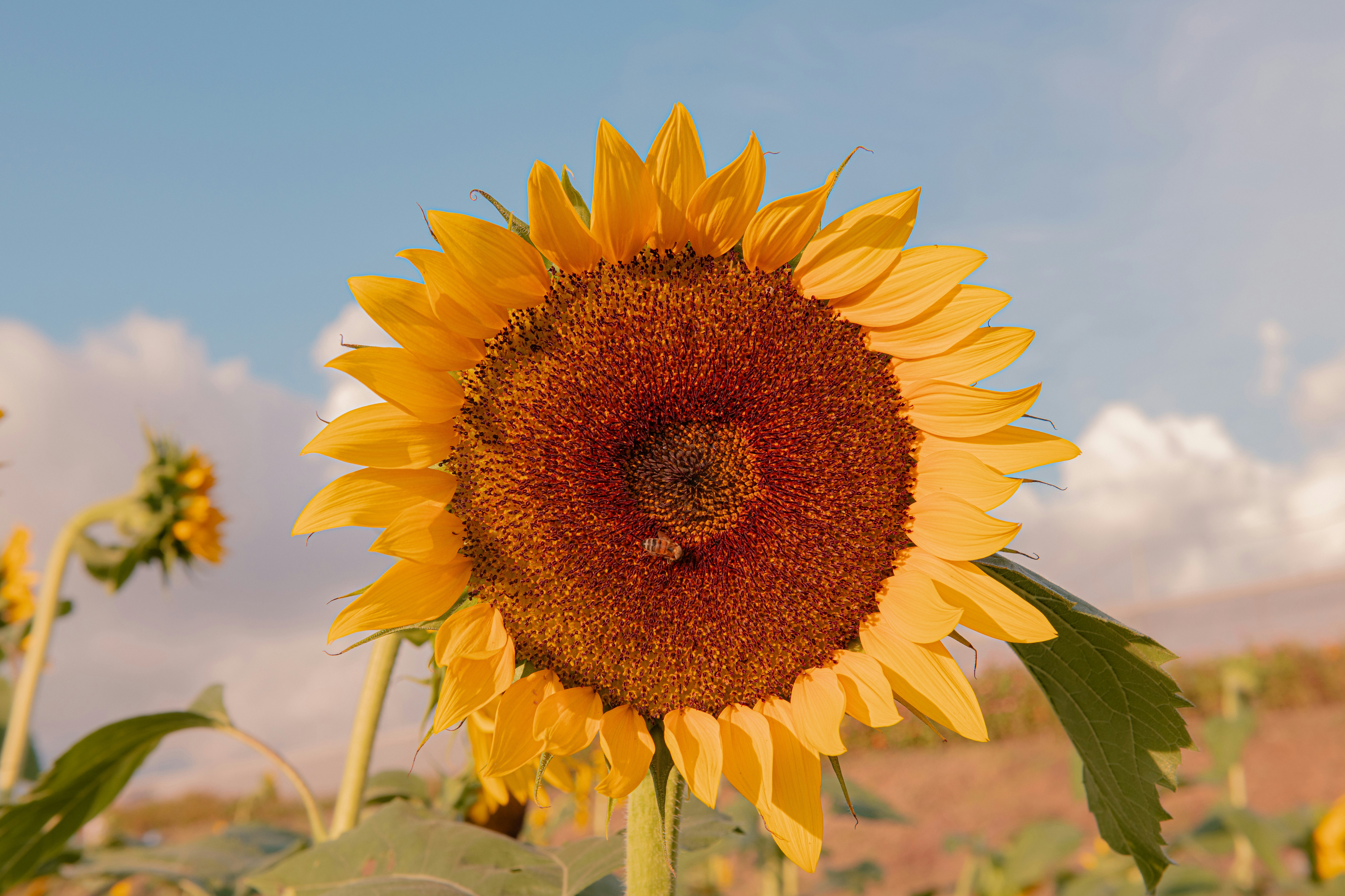 a large sunflower in a field of sunflowers