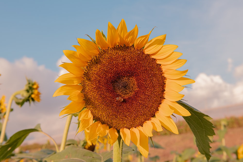 a large sunflower in a field of sunflowers