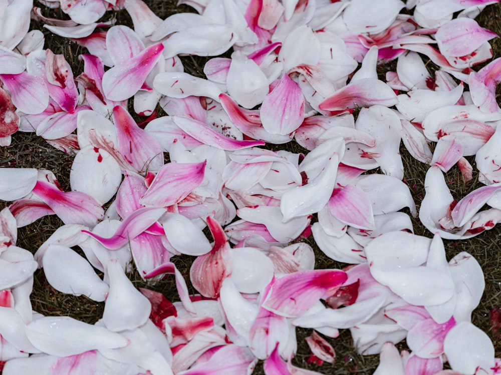 a bunch of pink and white flowers on the ground