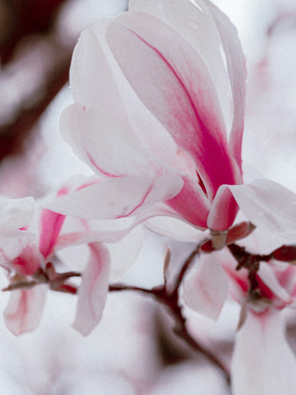 a close up of a pink and white flower