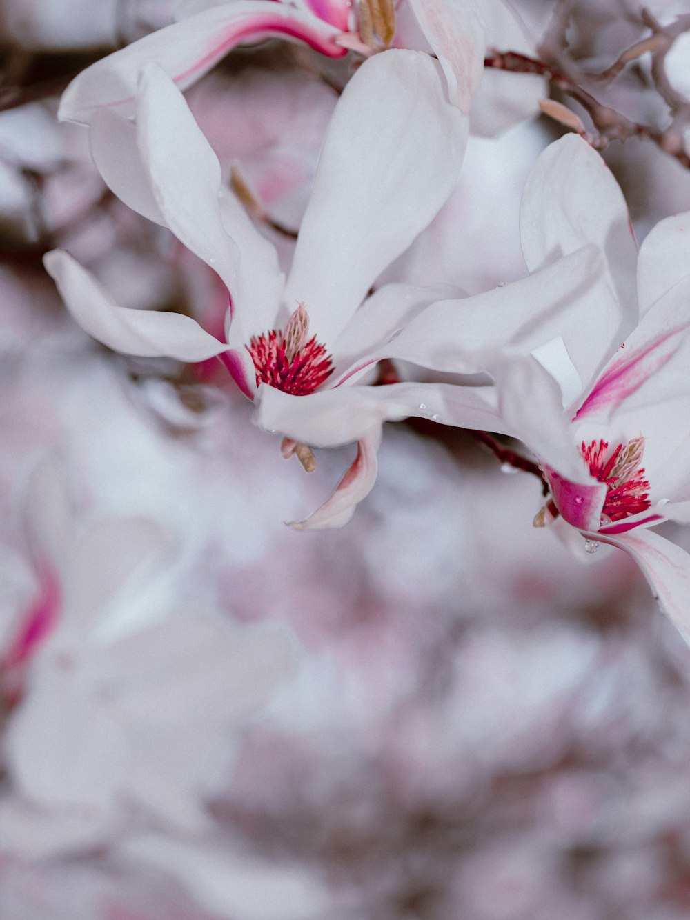 a close up of a flower on a tree