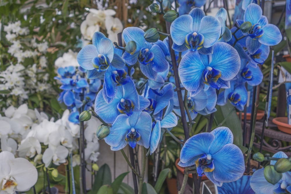 a bunch of blue and white flowers in a garden