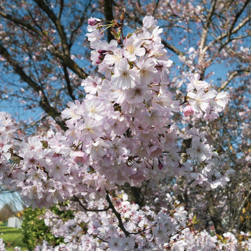 un árbol lleno de muchas flores rosadas