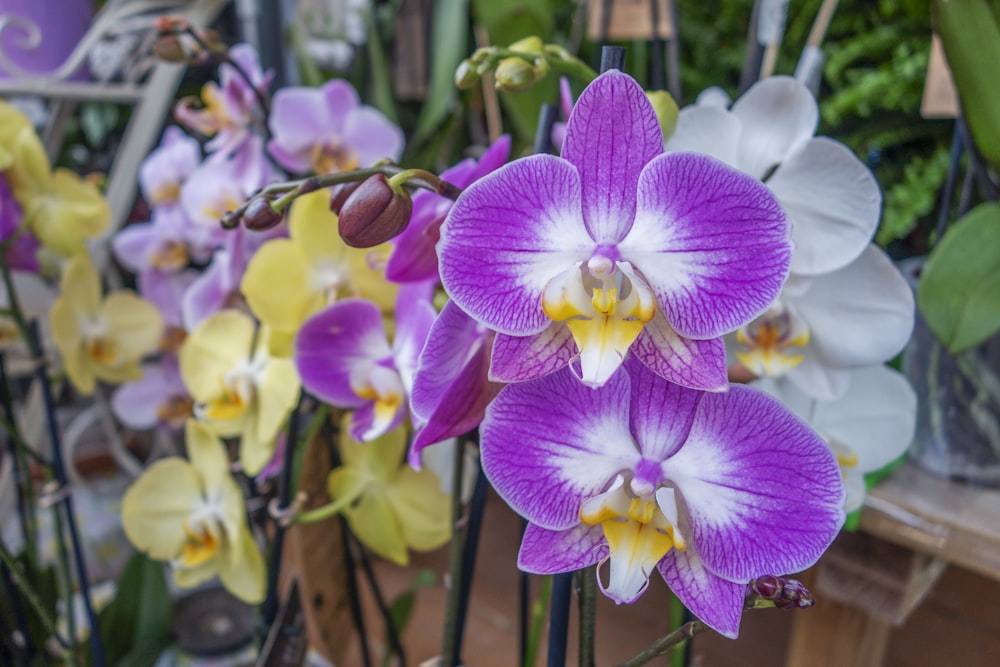 a bunch of purple and white orchids in a garden