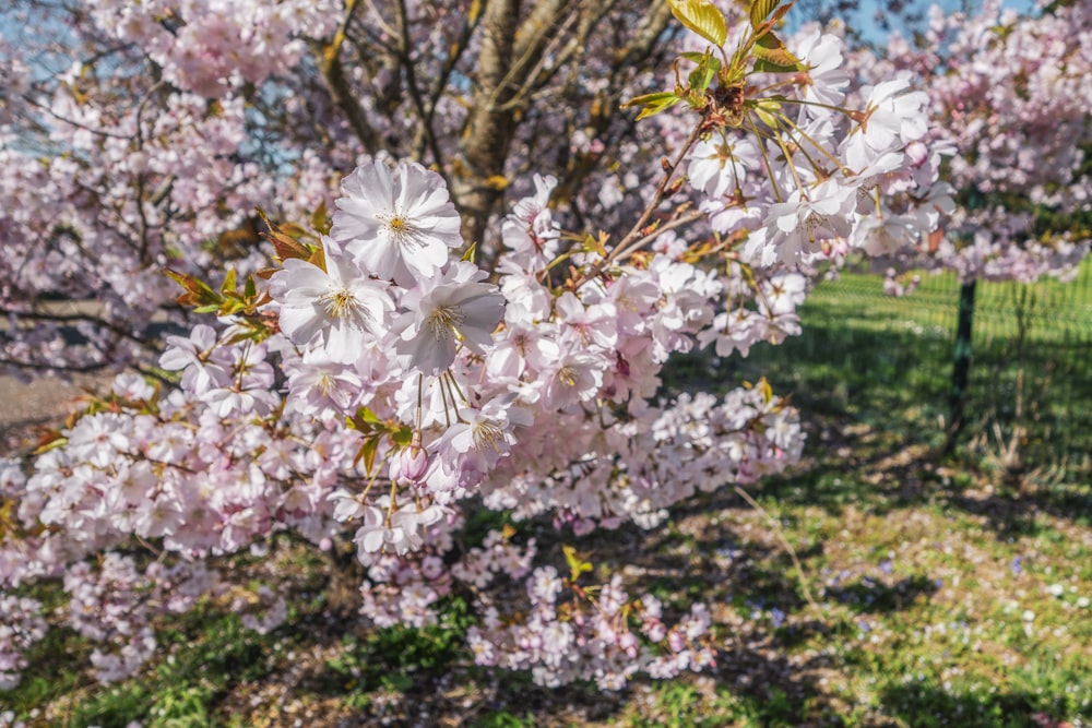 a tree with lots of pink flowers on it