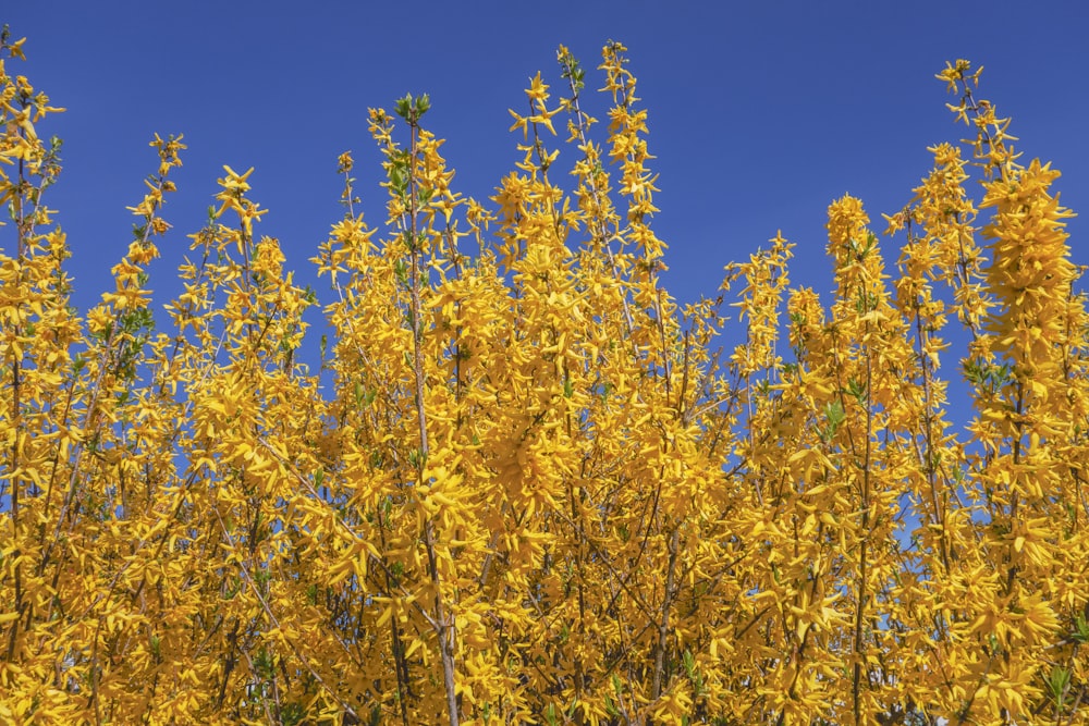 a group of yellow flowers in front of a blue sky