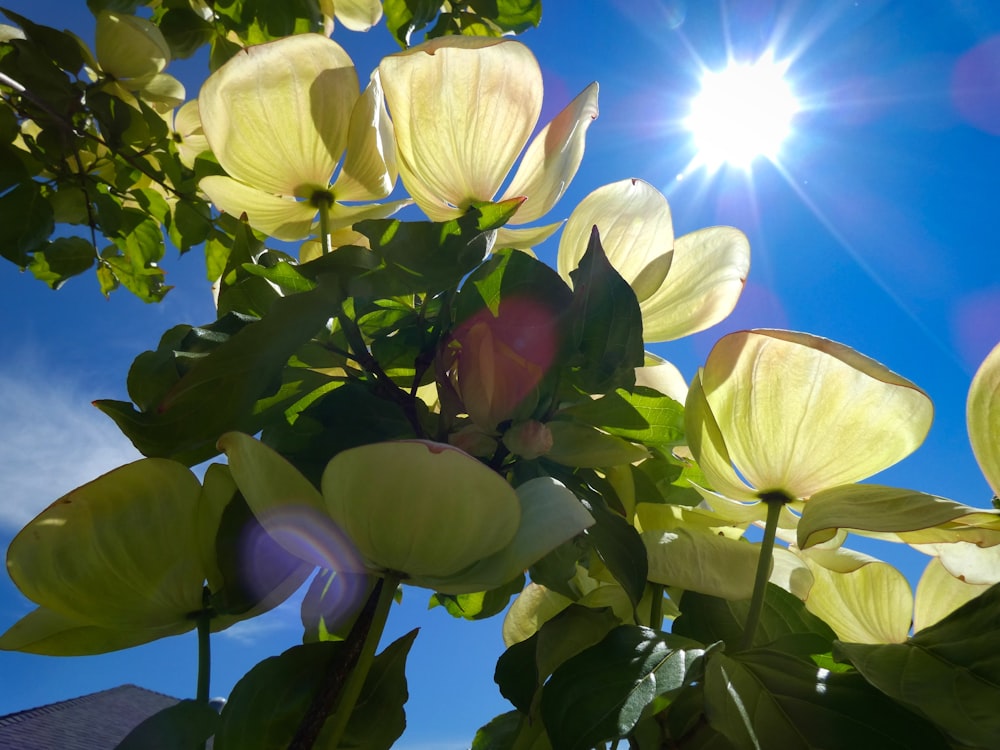 the sun shines brightly through the leaves of a tree