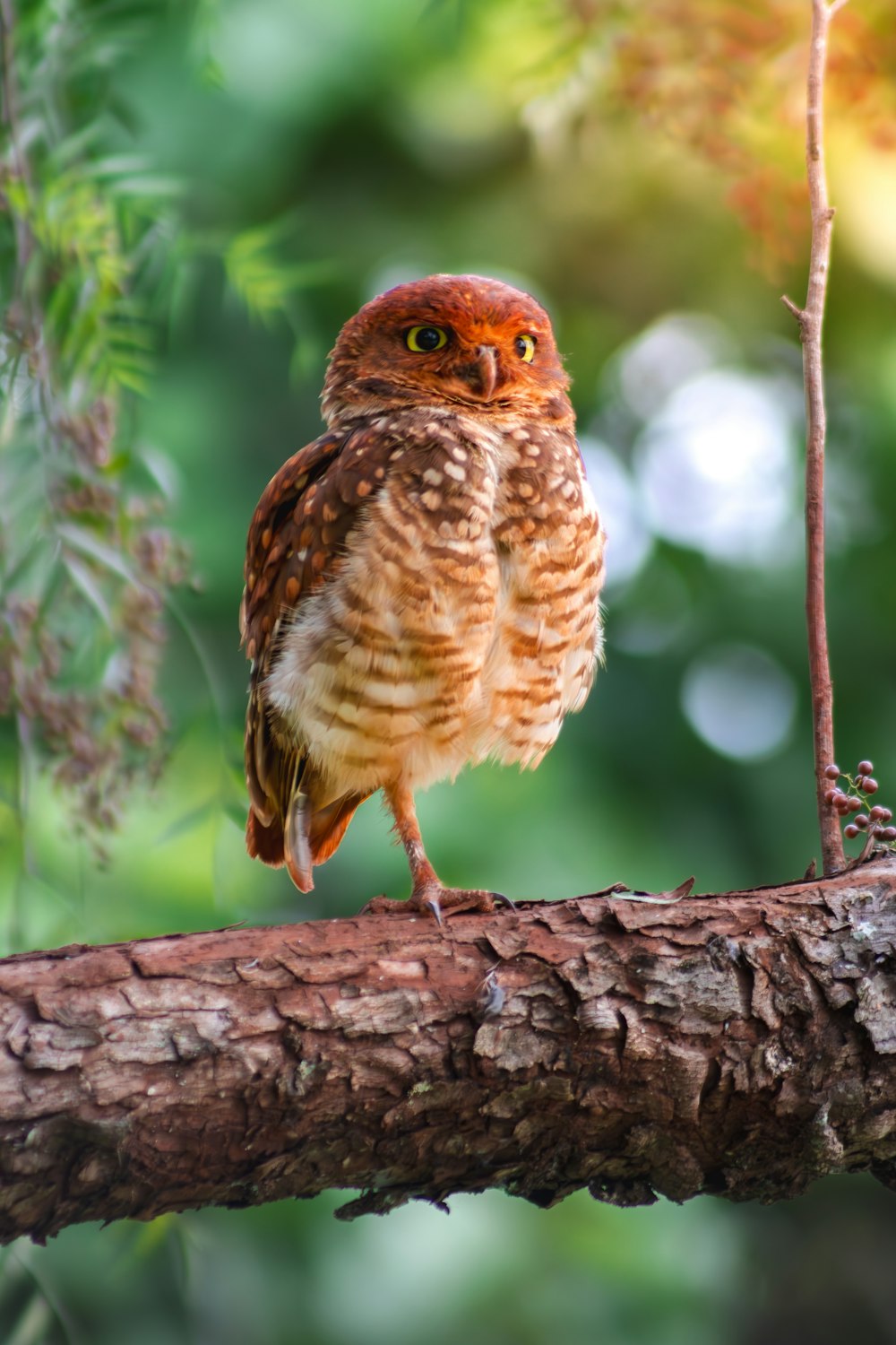 a small owl perched on a tree branch