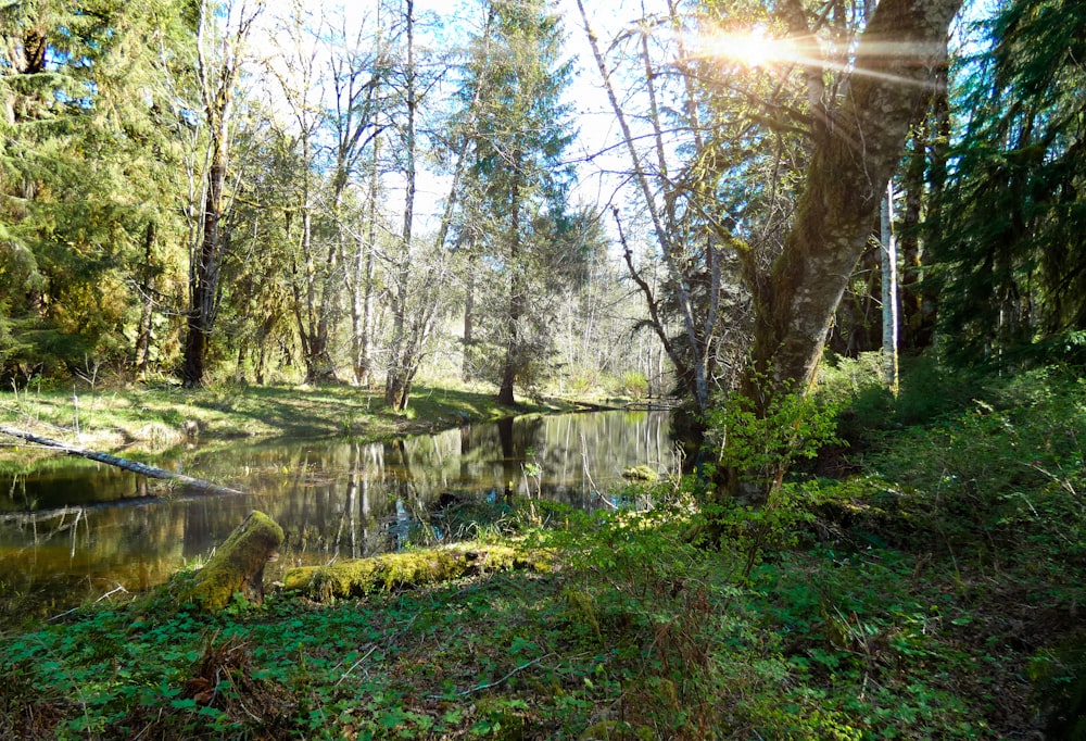 a small stream running through a lush green forest