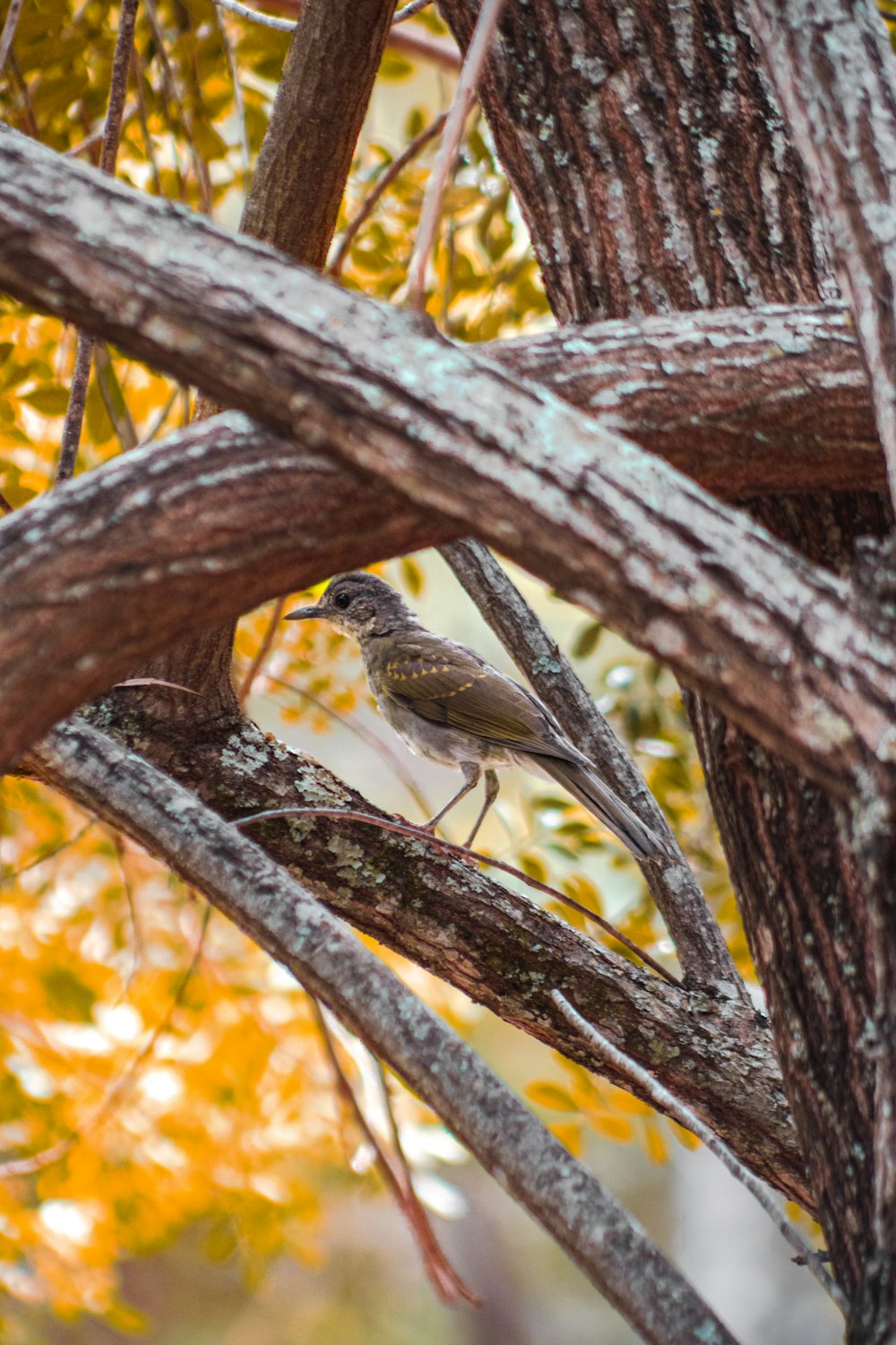 a small bird perched on a branch of a tree