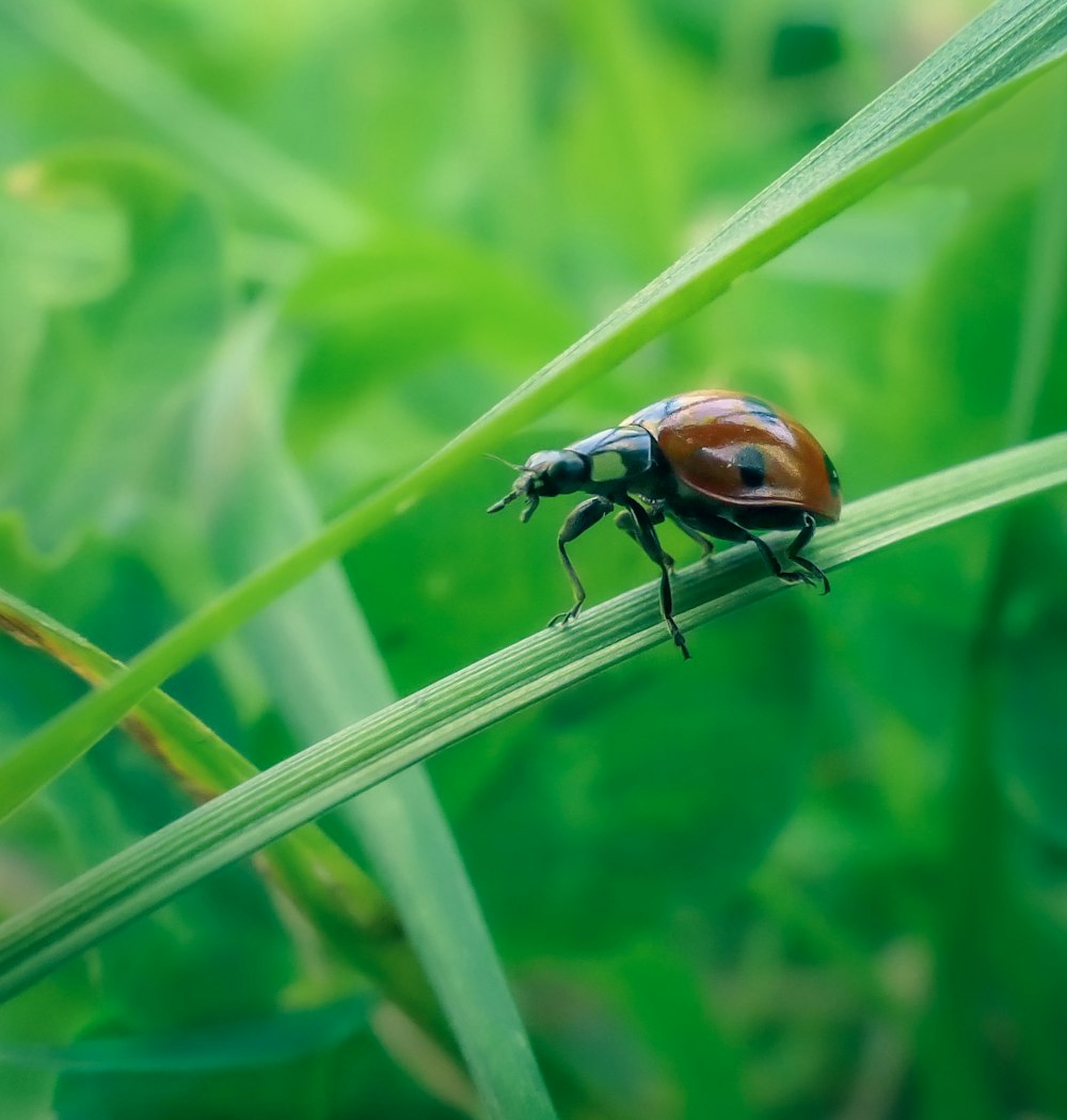 a bug sitting on top of a green leaf