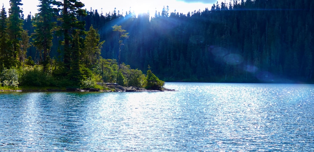 a body of water surrounded by trees and a forest