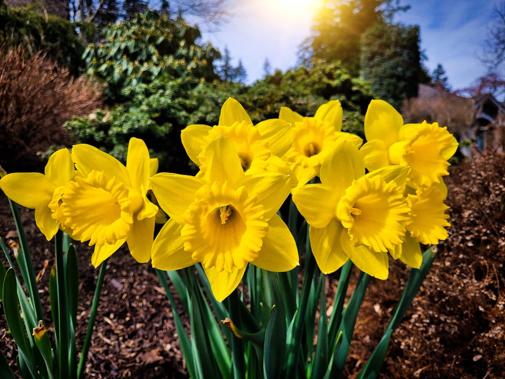 a group of yellow daffodils in a garden