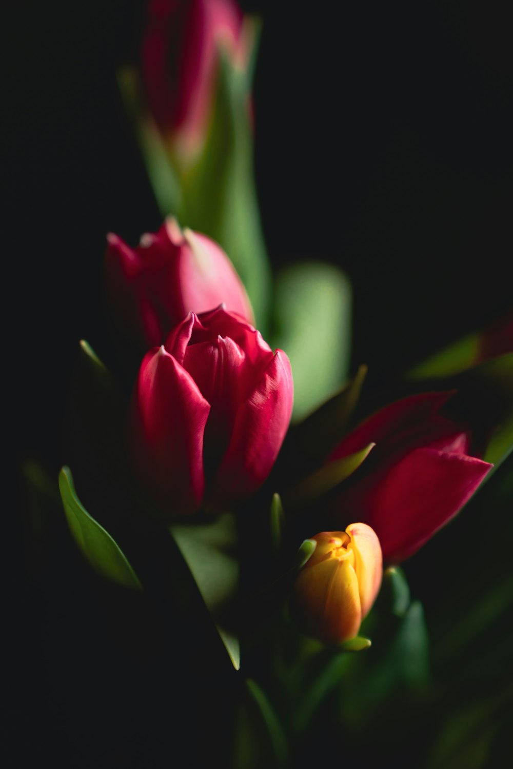 a bunch of red and yellow tulips on a black background