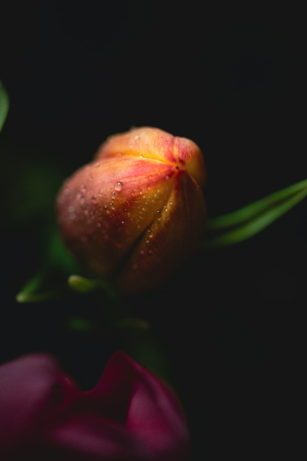 a close up of a flower with water droplets on it