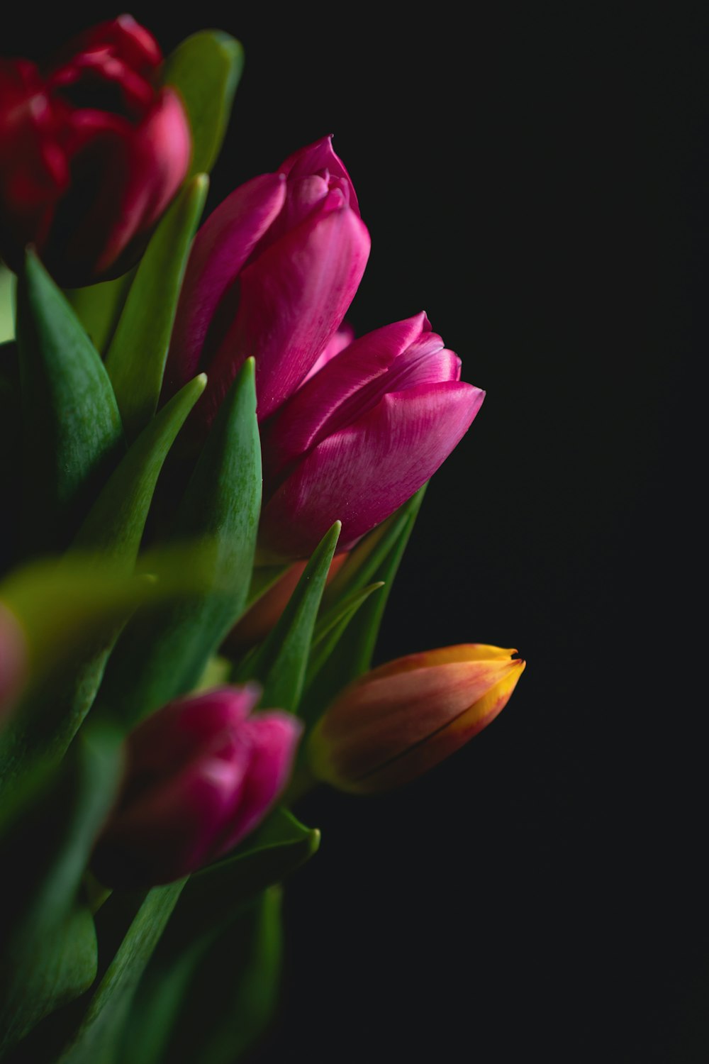 a bouquet of pink and yellow tulips on a black background