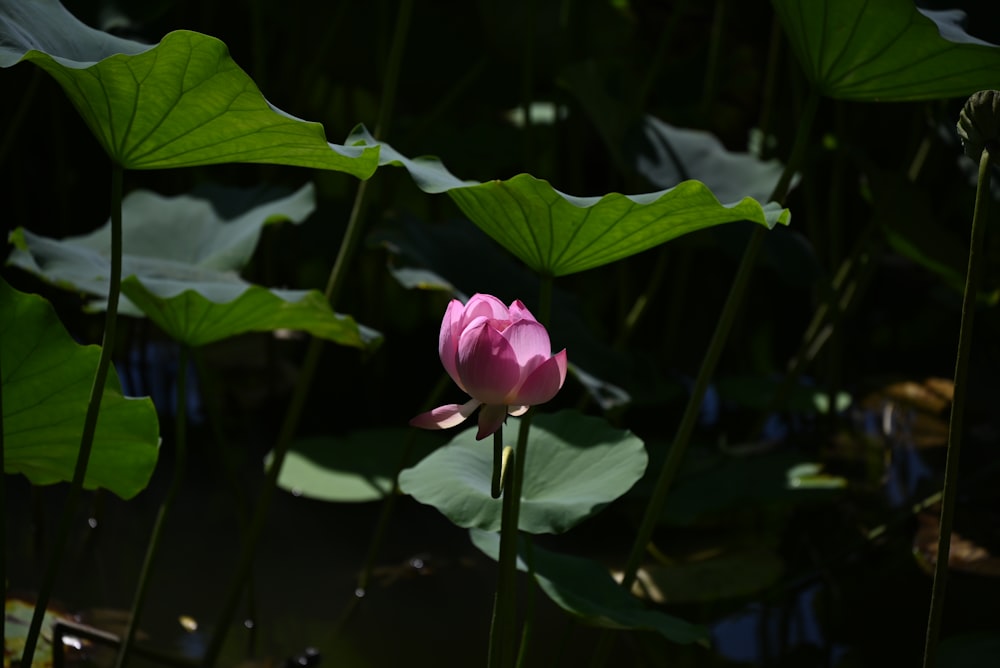 a pink lotus flower in the middle of a pond