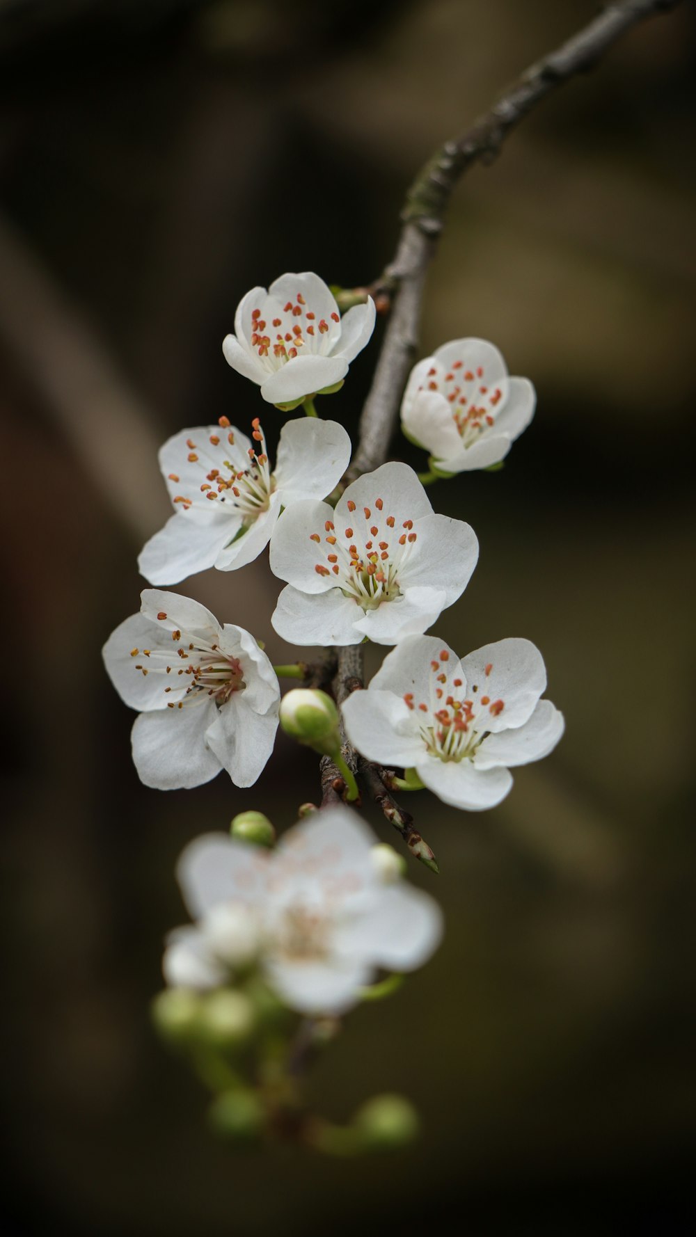 a close up of some white flowers on a tree
