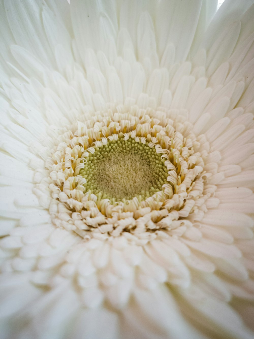 a large white flower with a green center