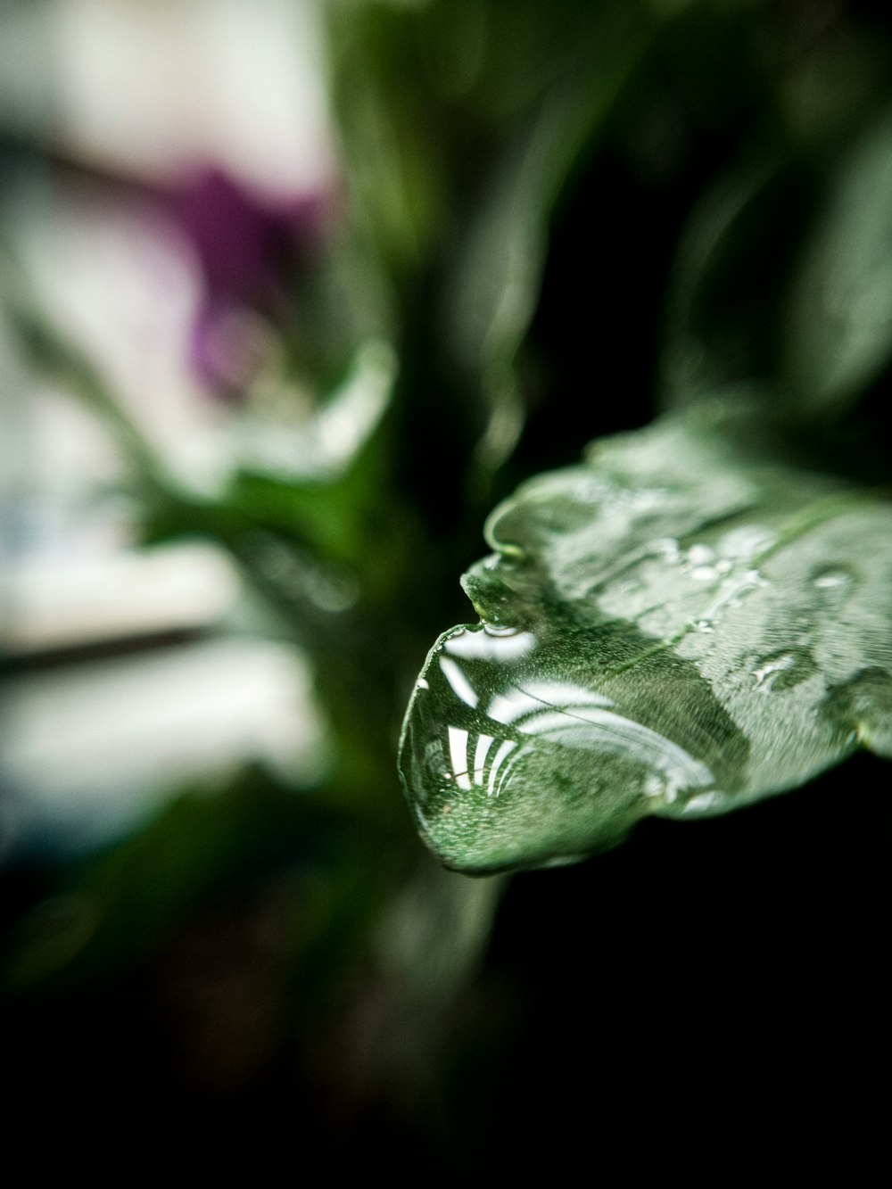 um close up de uma folha com gotículas de água sobre ela