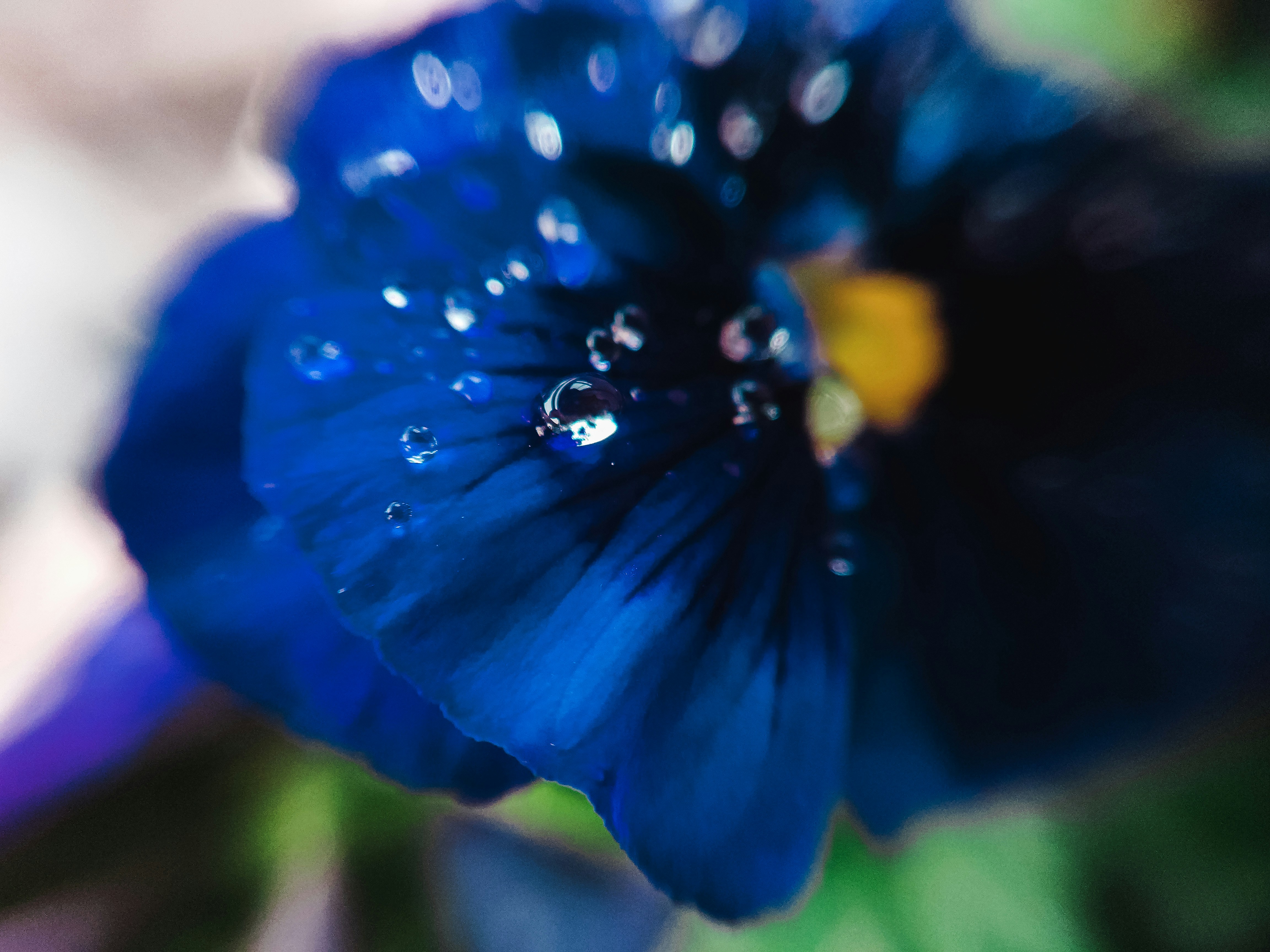 uma flor azul com gotas de água sobre ela