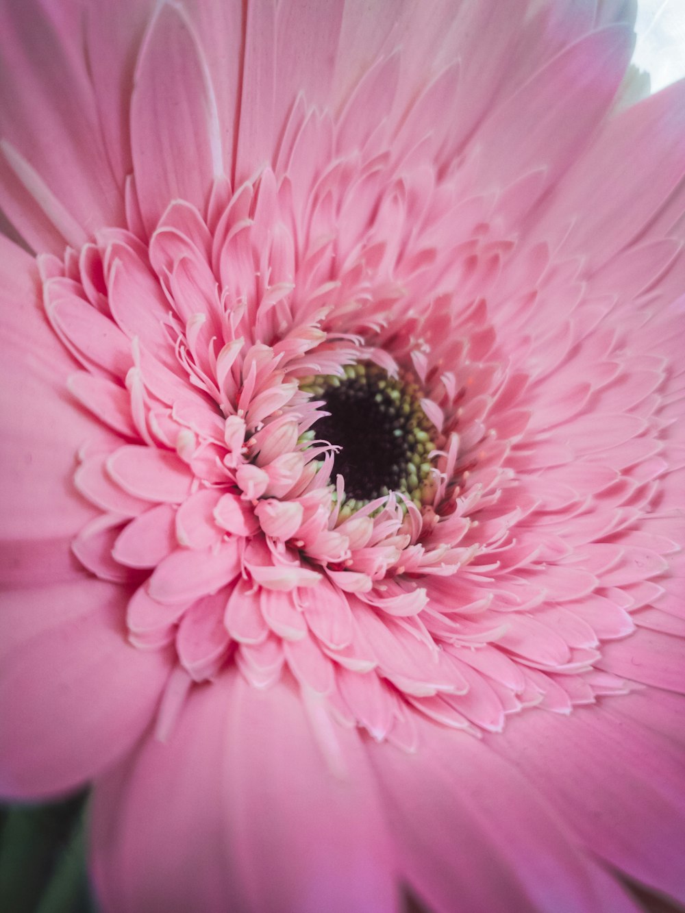 a large pink flower with a green center
