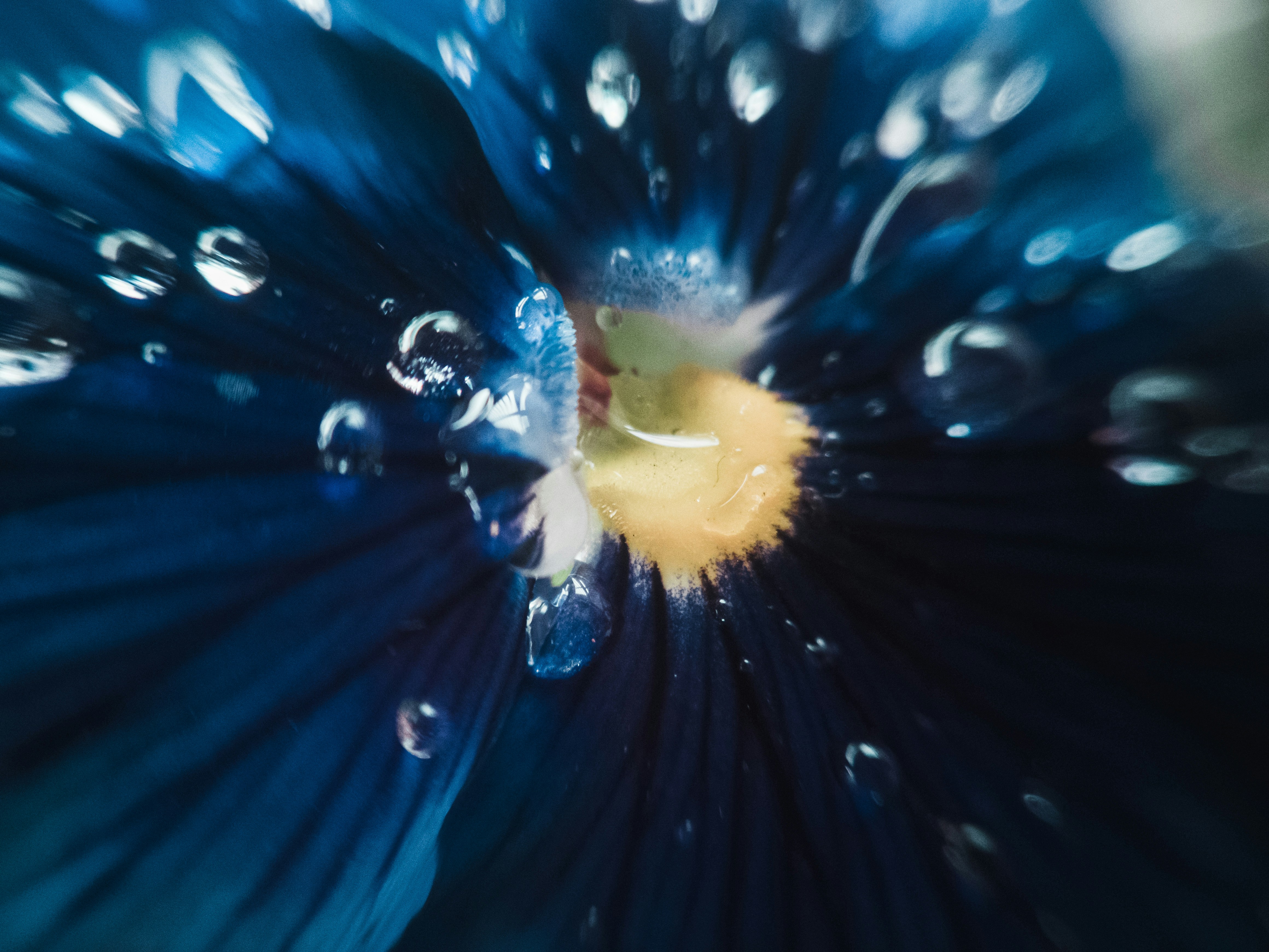 uma flor azul com gotas de água sobre ela