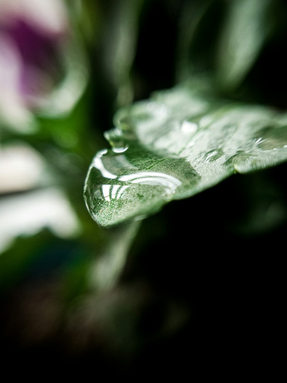 a close up of a leaf with water droplets on it