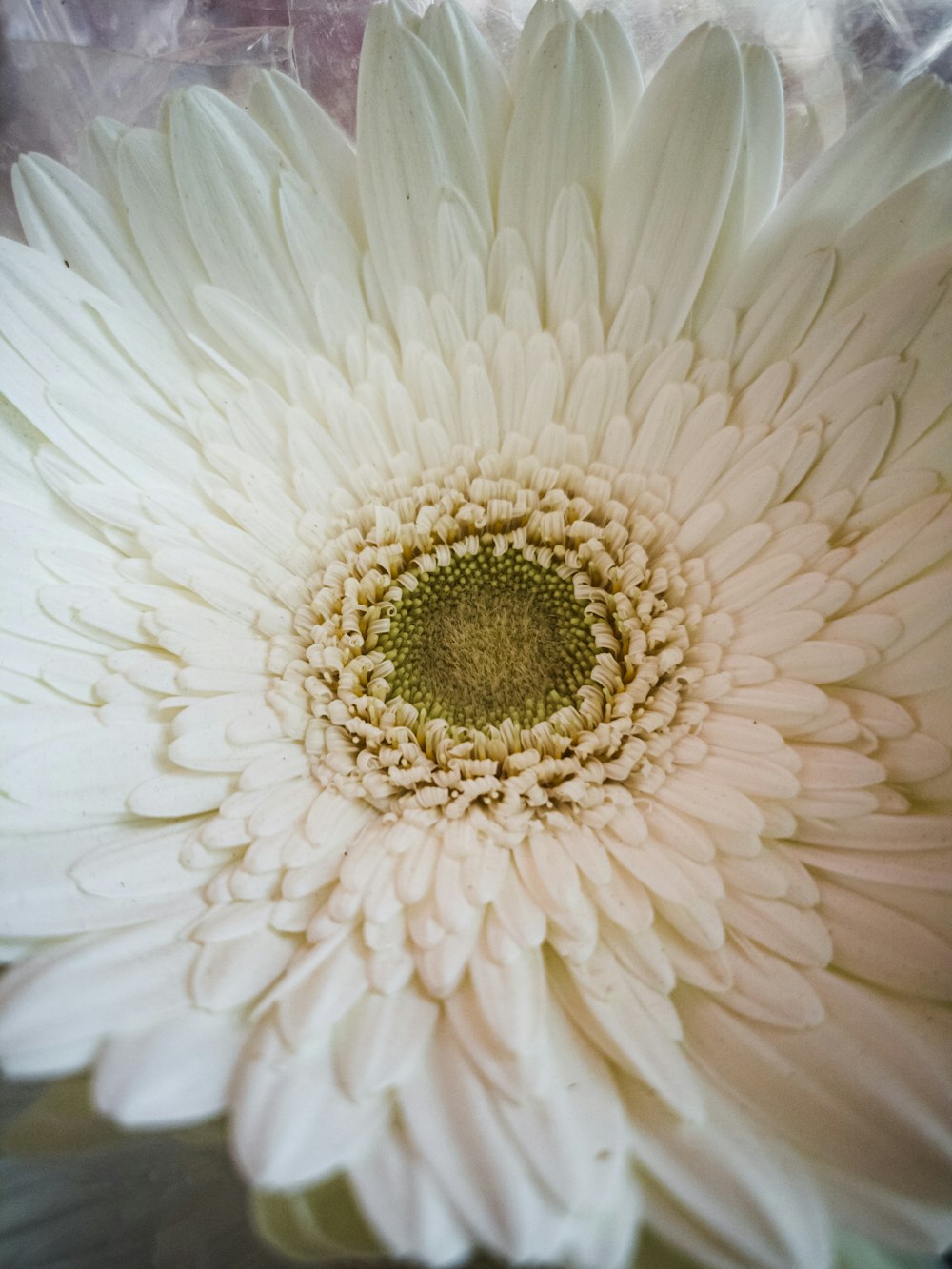 a large white flower with a green center