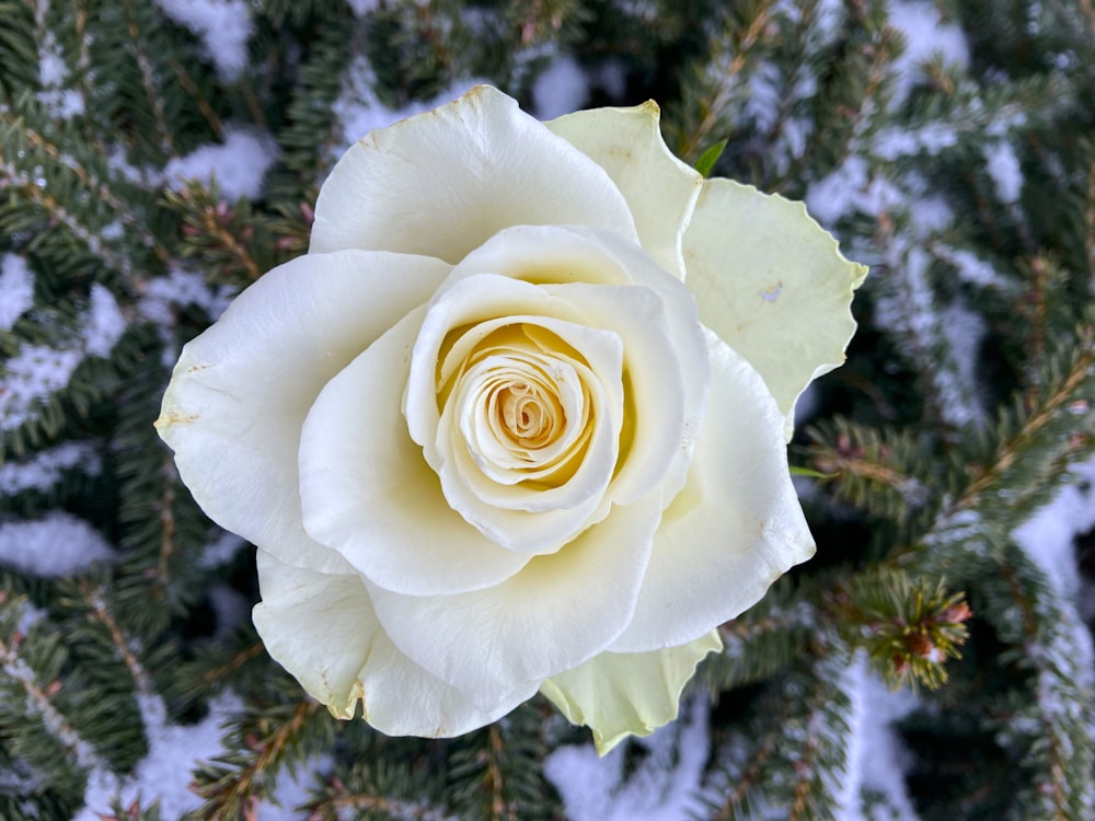 a white rose with a yellow center surrounded by snow