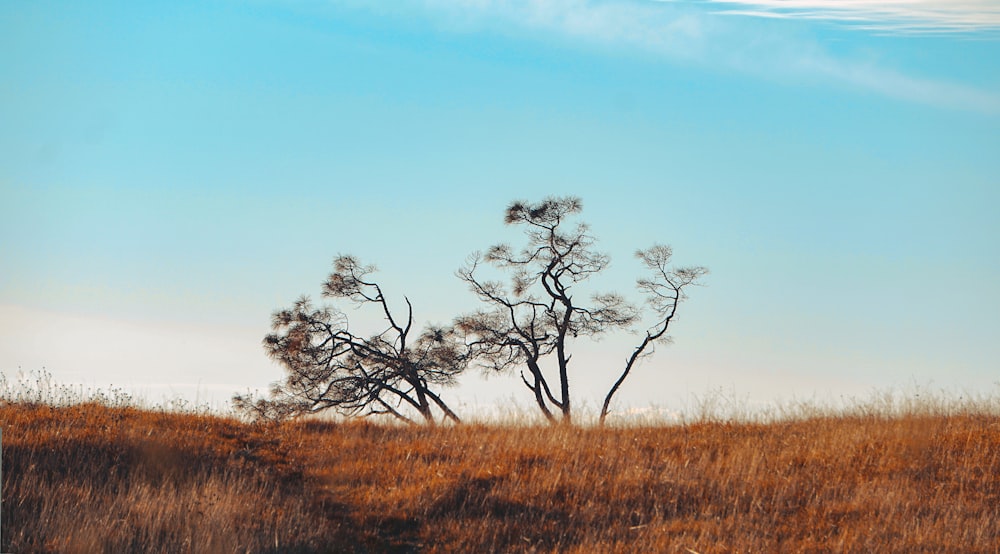 a lone tree in a grassy field under a blue sky