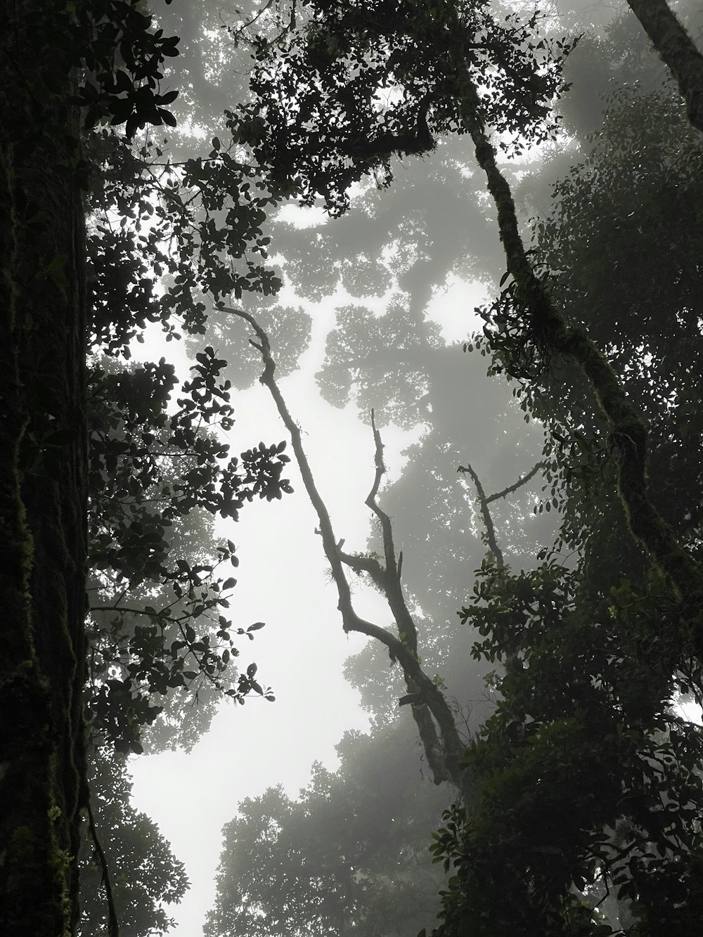 a forest filled with lots of trees covered in fog