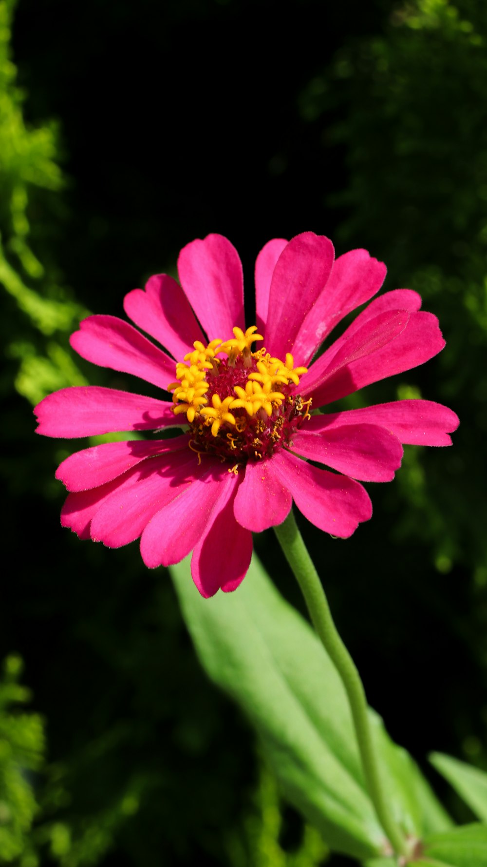 a pink flower with a yellow center in a garden