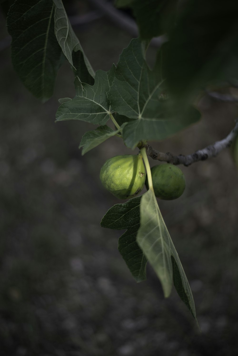 a branch with some green fruit hanging from it