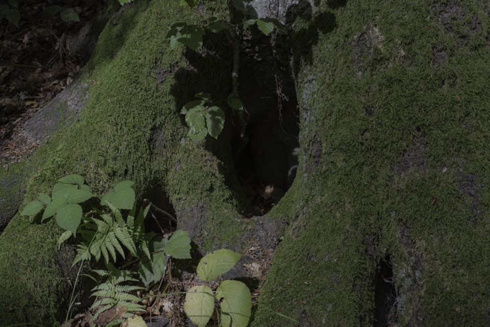 a moss covered tree trunk in the woods