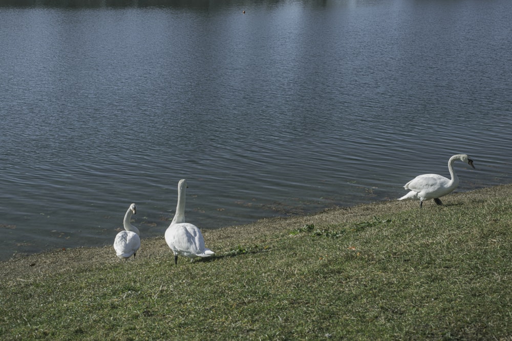 Un grupo de cisnes de pie en la parte superior de un campo cubierto de hierba