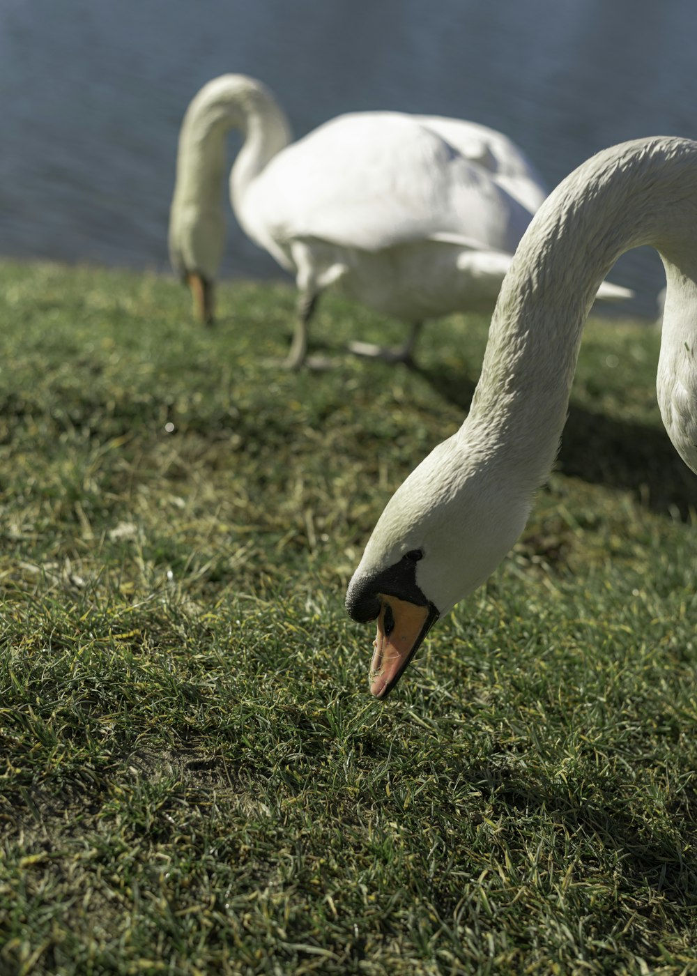 um par de cisnes brancos em cima de um campo coberto de grama