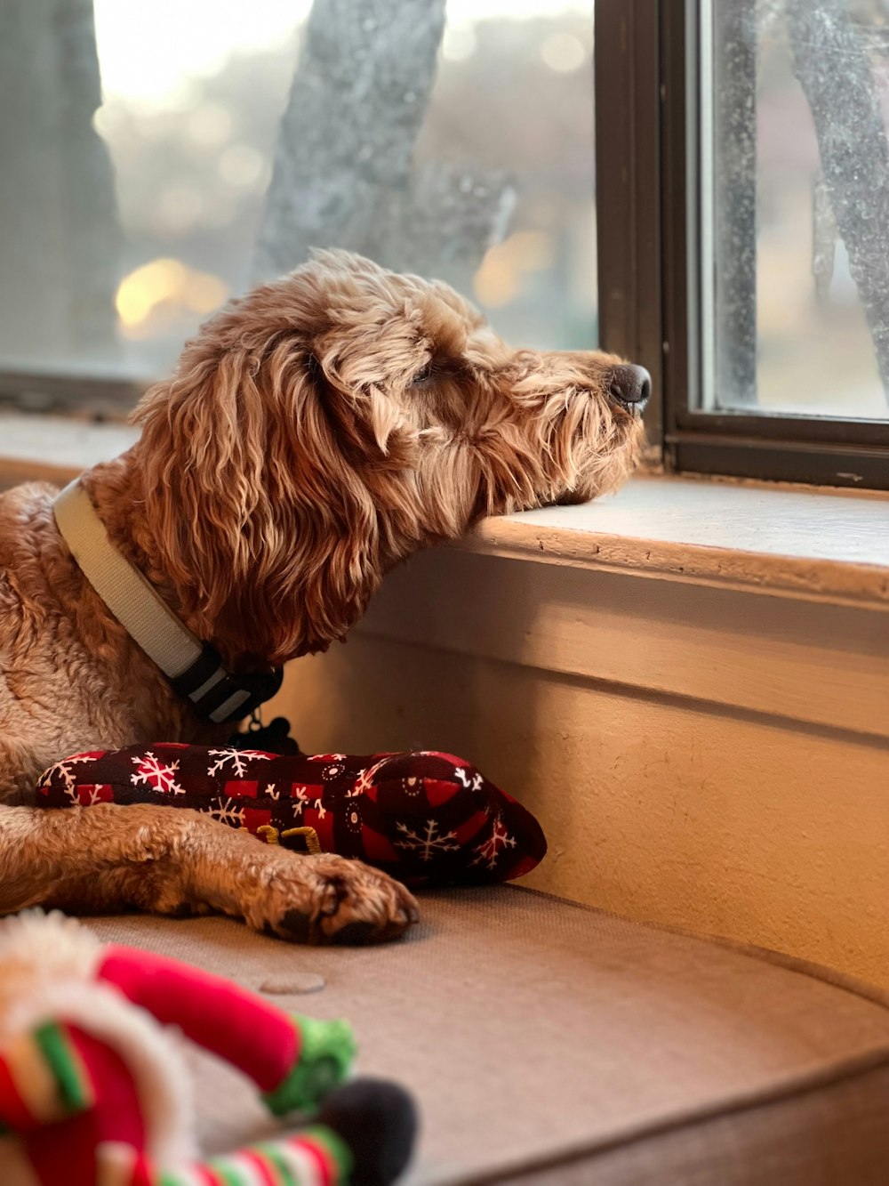 a dog is looking out of a window