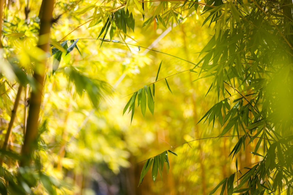 une photo floue d’un chemin à travers une forêt de bambous