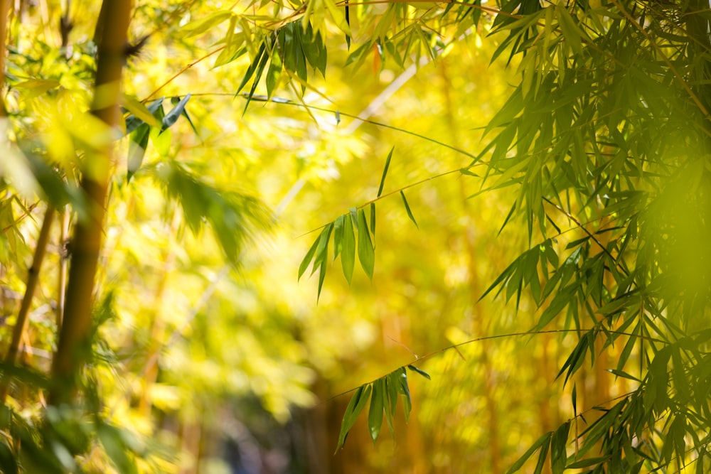 a blurry photo of a path through a bamboo forest